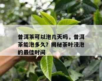 普洱茶可以泡几天吗，普洱茶能泡多久？揭秘茶叶浸泡的更佳时间