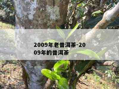 2009年老普洱茶-2009年的普洱茶