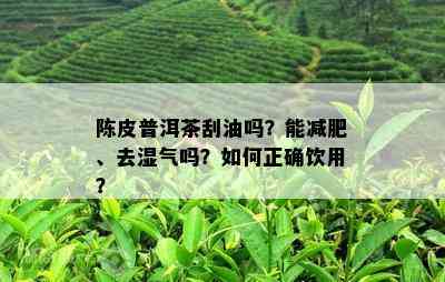 陈皮普洱茶刮油吗？能减肥、去湿气吗？如何正确饮用？