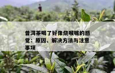 普洱茶喝了好像烧喉咙的感觉：原因、解决方法与注意事项