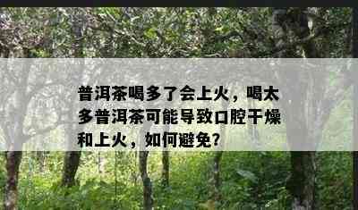 普洱茶喝多了会上火，喝太多普洱茶可能导致口腔干燥和上火，如何避免？