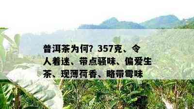 普洱茶为何？357克、令人着迷、带点骚味、偏爱生茶、现薄荷香、略带霉味