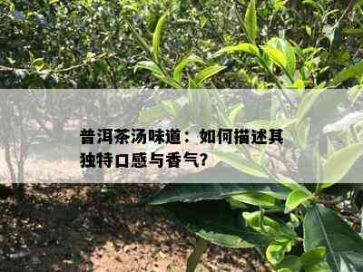 普洱茶汤味道：如何描述其独特口感与香气？