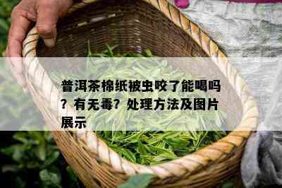 普洱茶棉纸被虫咬了能喝吗？有无？处理方法及图片展示