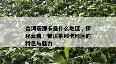 普洱茶那卡是什么地区，探秘云南：普洱茶那卡地区的特色与魅力