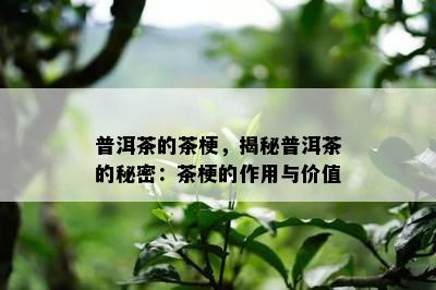 普洱茶的茶梗，揭秘普洱茶的秘密：茶梗的作用与价值