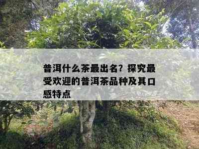 普洱什么茶最出名？探究更受欢迎的普洱茶品种及其口感特点