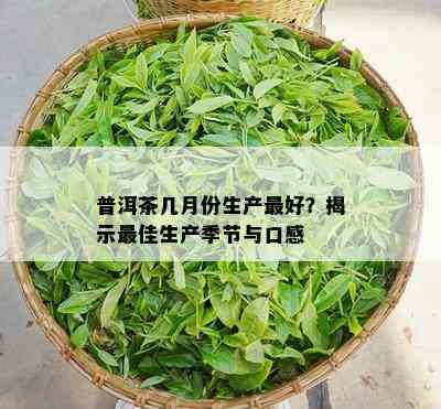 普洱茶几月份生产更好？揭示更佳生产季节与口感