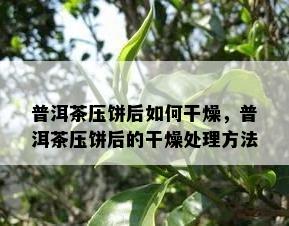 普洱茶压饼后如何干燥，普洱茶压饼后的干燥处理方法