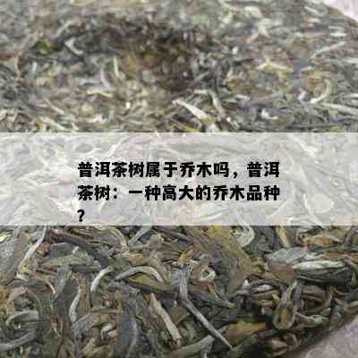 普洱茶树属于乔木吗，普洱茶树：一种高大的乔木品种？