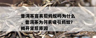 普洱茶容易招蚂蚁吗为什么，普洱茶为何易吸引蚂蚁？揭开背后原因