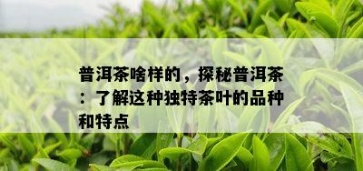 普洱茶啥样的，探秘普洱茶：了解这种独特茶叶的品种和特点