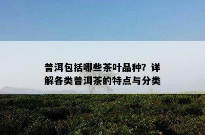 普洱包括哪些茶叶品种？详解各类普洱茶的特点与分类