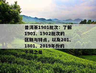 普洱茶1901批次：了解1901、1902批次的区别与特点，以及201、1801、2019年份的不同之处