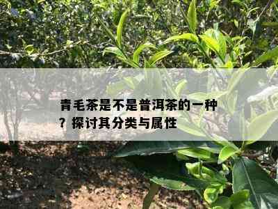 青毛茶是不是普洱茶的一种？探讨其分类与属性