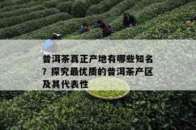 普洱茶真正产地有哪些知名？探究更优质的普洱茶产区及其代表性