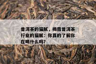 普洱茶的猫腻，揭露普洱茶行业的猫腻：你真的了解你在喝什么吗？