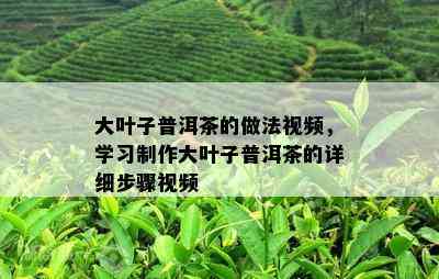 大叶子普洱茶的做法视频，学习制作大叶子普洱茶的详细步骤视频