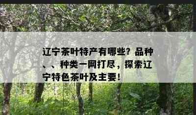 辽宁茶叶特产有哪些？品种、、种类一网打尽，探索辽宁特色茶叶及主要！