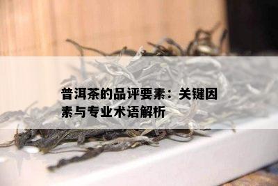 普洱茶的品评要素：关键因素与专业术语解析