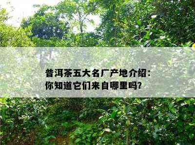 普洱茶五大名厂产地介绍：你知道它们来自哪里吗？