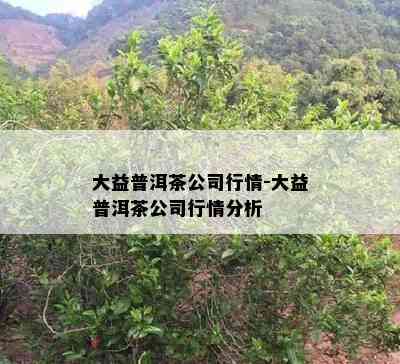 大益普洱茶公司行情-大益普洱茶公司行情分析