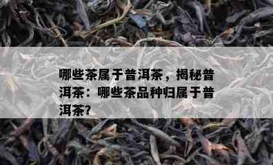 哪些茶属于普洱茶，揭秘普洱茶：哪些茶品种归属于普洱茶？