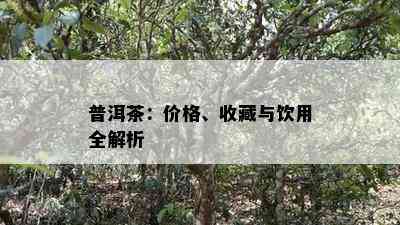 普洱茶：价格、收藏与饮用全解析