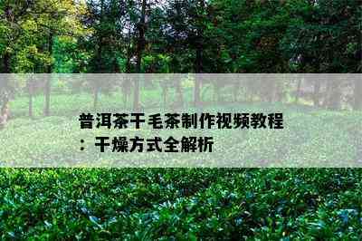 普洱茶干毛茶制作视频教程：干燥方式全解析