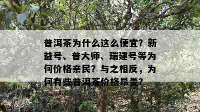 普洱茶为什么这么便宜？新益号、普大师、瑞建号等为何价格亲民？与之相反，为何有些普洱茶价格昂贵？