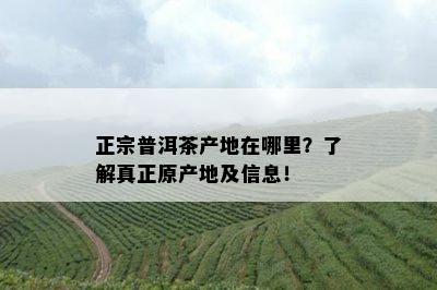 正宗普洱茶产地在哪里？了解真正原产地及信息！