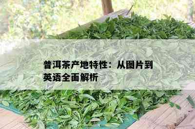 普洱茶产地特性：从图片到英语全面解析