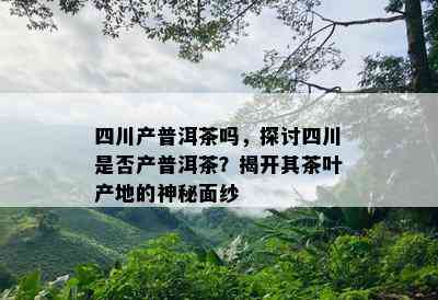 四川产普洱茶吗，探讨四川是否产普洱茶？揭开其茶叶产地的神秘面纱