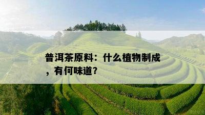 普洱茶原料：什么植物制成，有何味道？