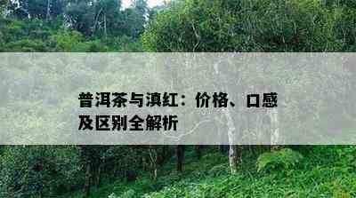 普洱茶与滇红：价格、口感及区别全解析