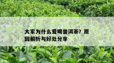 大家为什么爱喝普洱茶？原因解析与好处分享