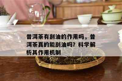 普洱茶有刮油的作用吗，普洱茶真的能刮油吗？科学解析其作用机制