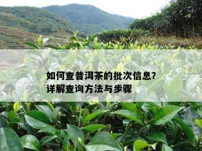 如何查普洱茶的批次信息？详解查询方法与步骤