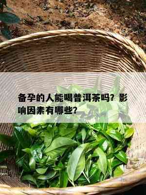 备孕的人能喝普洱茶吗？影响因素有哪些？