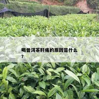 喝普洱茶肝痛的原因是什么？