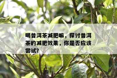 喝普洱茶减肥嘛，探讨普洱茶的减肥效果，你是否应该尝试？