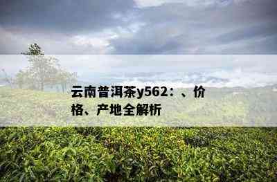 云南普洱茶y562：、价格、产地全解析