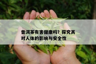 普洱茶有害健康吗？探究其对人体的影响与安全性