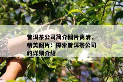 普洱茶公司简介图片高清，精美图片：探索普洱茶公司的详细介绍