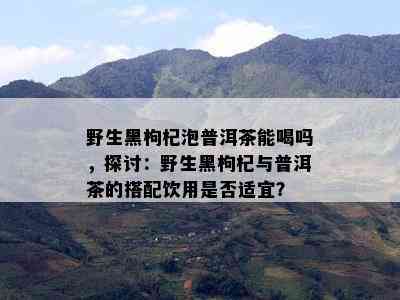 野生黑枸杞泡普洱茶能喝吗，探讨：野生黑枸杞与普洱茶的搭配饮用是否适宜？