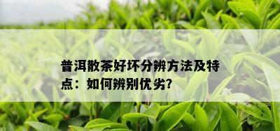 普洱散茶好坏分辨方法及特点：如何辨别优劣？