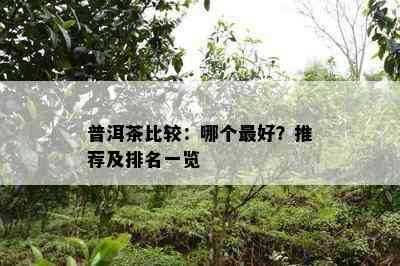 普洱茶比较：哪个更好？推荐及排名一览