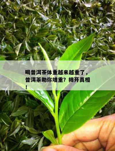 喝普洱茶体重越来越重了，普洱茶助你增重？揭开真相！