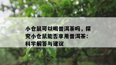 小仓鼠可以喝普洱茶吗，探究小仓鼠能否享用普洱茶：科学解答与建议