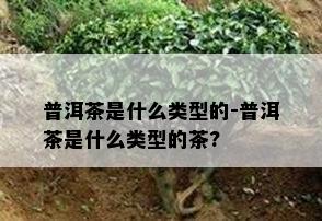 普洱茶是什么类型的-普洱茶是什么类型的茶?